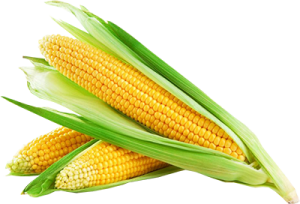 Corn PNG image-5284